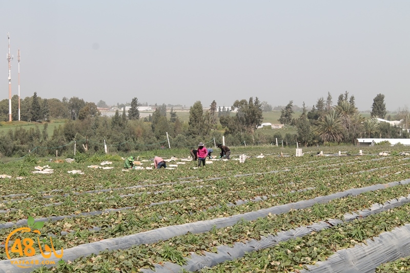 a7bab aqsa farawla (20).JPG